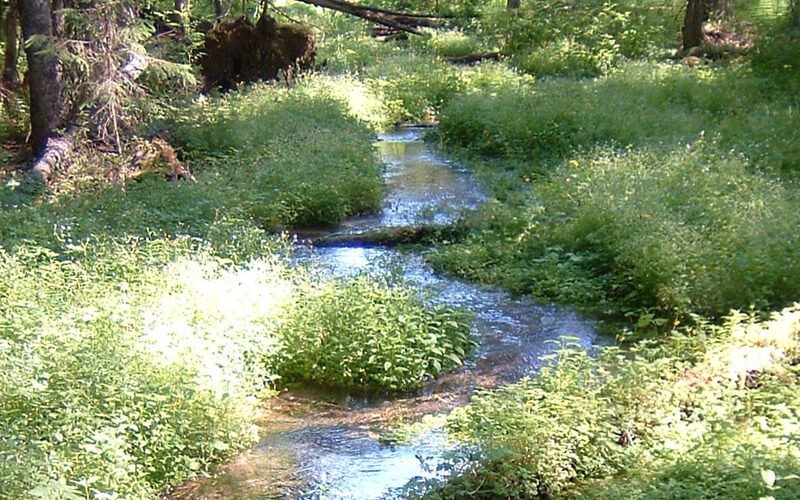 METSOn MERKITYS METSISSÄMME - METSO-näkymiä vuodelle 2024